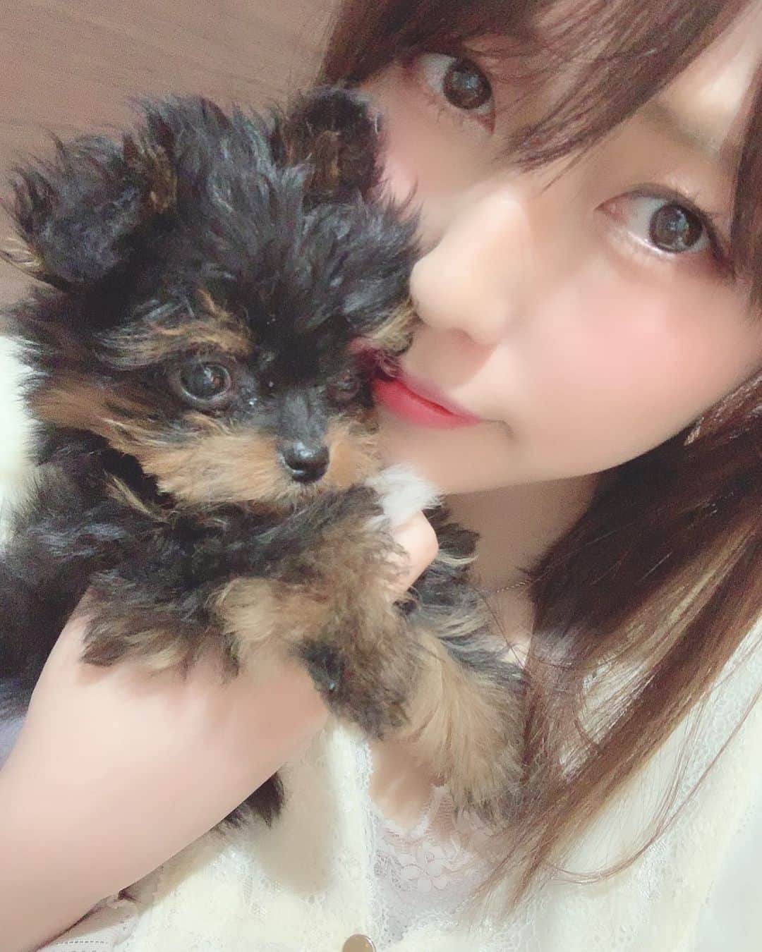 倉田夏希のインスタグラム：「♡ . 最近飼い始めたチワプーのちくわです🐶 まだちっちゃくてほんとに可愛いお顔の やんちゃ坊主！！！ . すでにみんなから大人気✨ 人懐っこくて病院の先生にまで ペロペロしちゃうくらい🥰 . 早くトリミングにもお散歩にも行きたいなぁ🧸 . . #グラビア #グラビアアイドル #グラドル #ミックス犬 #チワプー #チワプー同好会 #チワプー男の子 #チワプー会 #チワプー黒 #チワプー友の会 #パピー犬 #パピー #犬のいる暮らし #犬のいる生活 #MIX犬 #いぬすたぐらむ #ちくすたぐらむ #dogstagram #dog #doglover #chihuapoo」