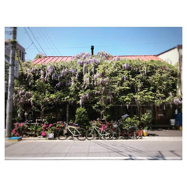 大村彩子のインスタグラム：「#あと1週間…! #平成をかみしめる#平成ノスタルジー  #になってゆくのだろうか  あとは#断捨離 を猛烈に進めたい #ところで#藤の花が見事でした  #💐」