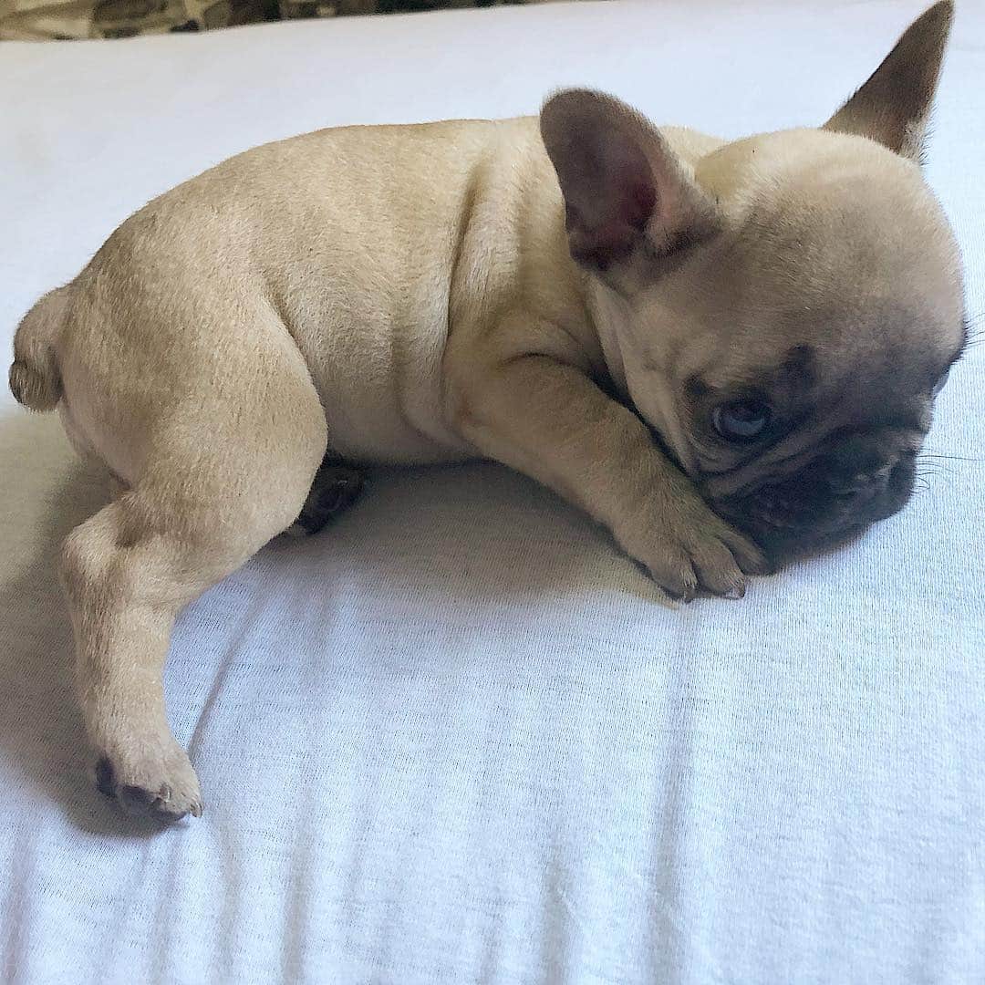 Regeneratti&Oliveira Kennelさんのインスタグラム写真 - (Regeneratti&Oliveira KennelInstagram)「So proud of this little nugget ❤️ (Hank is available DM me for info) #frenchie #frenchbulldog #bulldog #puppy #bulldogfrances」4月23日 23時31分 - jmarcoz