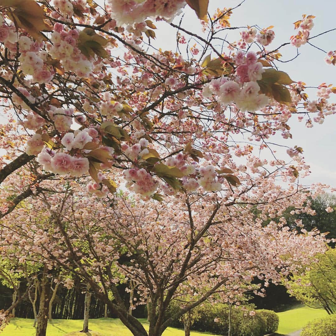 古田ちさこさんのインスタグラム写真 - (古田ちさこInstagram)「⛳️ 今日は4度目のラウンドでした😆 苦手だったパットはレッスンと同行者の方向指示のおかげでだいぶ省エネできました✨✨ （男らしいねって何度か言われたけどどういうことだろ？😂笑） なのにワンオンした時に限って5打も打ったのは…😭 そして今回へっぽこだったのはドライバー❗️ 池ぽちゃ動画見て…ひどい…。 今まで打ちっ放し練習してたけど今回出来なかったからかな…🌀 教わっている城所先生の名誉の為に言わせていただくと、今レッスンでは基礎を固めようとフルスイングを封印していてアプローチやパターをみてもらっています🍀 そのおかげかアプローチが凄く楽しかったしバンカーショットも褒めてもらえたよ☺️ これから練習頑張って下手くそからの成長ぶりを伝えていきたいので白状しますがスコアはぴったり150でした。🤮🍂 私のくせに前半60台でまわれてまさか？！と思ったんだけどなぁ。。 17.18番ホールで24打した。。 集中力も体力も切れちゃった🌀 平日ですが混んでいて前も詰まっていたのが幸いでした😂 待ちが結構あった分、自然を眺める余裕もあって池の鯉たちや八重桜に癒されました✨ ネイチャーフレイバーがめちゃくちゃ強いホールもあったなぁ…🐖🐄笑 お昼の坦々麺と鉄鍋餃子、とっても美味しかったです♩ #ゴルフウェア は ワンピ @rec_officia1  パーカー @pearlygates_official キャップ @tauhiroshima で選んだカープの#ニューエラゴルフ ♡ いただきもののチップマーカーもカープだよ🏌️‍♂️‍♀️♩ ・ #ゴルフ#golf#ゴルフ初心者#ゴルフ女子#golfwear#golf⛳️#golfing#ゴルフ女子コーデ#カープ女子がゴルフをしたら…#オークヒルズカントリークラブ#池ぽちゃ#右ばっかりで左向いて打ってた#カープサヨナラ勝ち#こいほー#鯉のぼり」4月23日 23時44分 - chisakofuruta