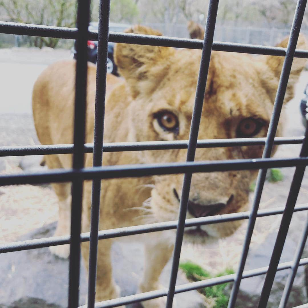 藤本美貴さんのインスタグラム写真 - (藤本美貴Instagram)「富士サファリパーク！！」4月23日 23時48分 - mikittyfujimoto