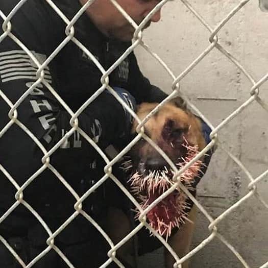 ABC Newsさんのインスタグラム写真 - (ABC NewsInstagram)「OUCH: Sheriff's K-9 punctured by hundreds of porcupine quills while pursuing a suspect in Oregon. (📸 Coos County Sheriff's Office) #k9 #sheriff #dog #porcupine #police」4月23日 23時49分 - abcnews