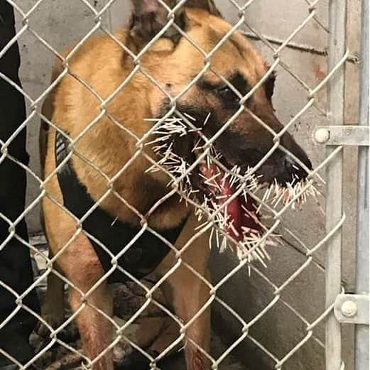 ABC Newsさんのインスタグラム写真 - (ABC NewsInstagram)「OUCH: Sheriff's K-9 punctured by hundreds of porcupine quills while pursuing a suspect in Oregon. (📸 Coos County Sheriff's Office) #k9 #sheriff #dog #porcupine #police」4月23日 23時49分 - abcnews