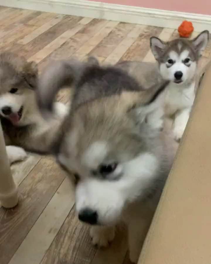 husky and malamuteのインスタグラム：「That's really cute.🥰🥰😍 follow @alaskandaily （Twitter：alaskandaily）for more cute pic and video.😜 ……………………………………………………………… Each video was approved by the original author. But  don't have a Instagram account. We are first one post those video. So watermark credit @alaskandaily ……………………………………………………………… #alaskan#malamute#alaskanmalamute#alaskanhusky#malamutesofinstagram#puppylife#puppylove#puppydog#puppylover#dogdays#malamutepuppy#huskies#huskeypuppy#huskeiesreq#siberian#huskeiesofig#dogslife#dogsofnyc#cutedog#cutedogs#huskeypics#huskeylovers#huskygram#huskeylove#huskiesofinstagram#dogsofnyc#husky#狗」