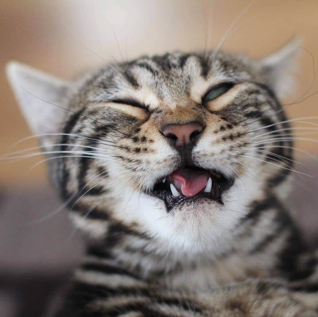 Pleasant Catsさんのインスタグラム写真 - (Pleasant CatsInstagram)「📷 from @nala.the.little.leopard "Happy tongue tuesday or sneeze" 🤧😝 #pleasantcats」4月24日 0時06分 - pleasantcats