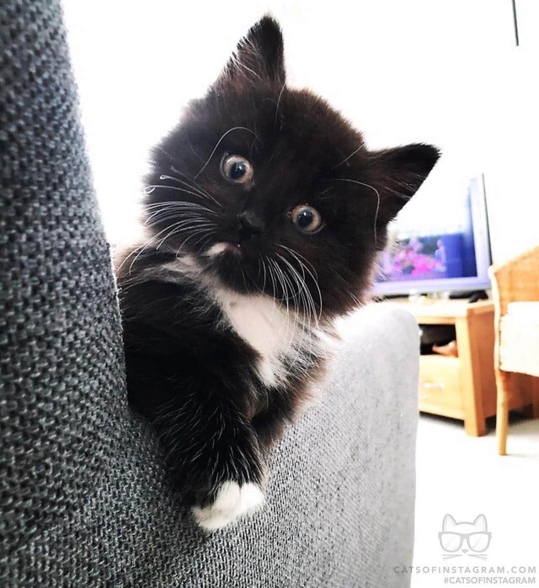 Cats of Instagramさんのインスタグラム写真 - (Cats of InstagramInstagram)「From @elliot_the_ginge_and_maxwell: “Baby Tuxedo 🥰” #catsofinstagram」4月24日 0時19分 - cats_of_instagram