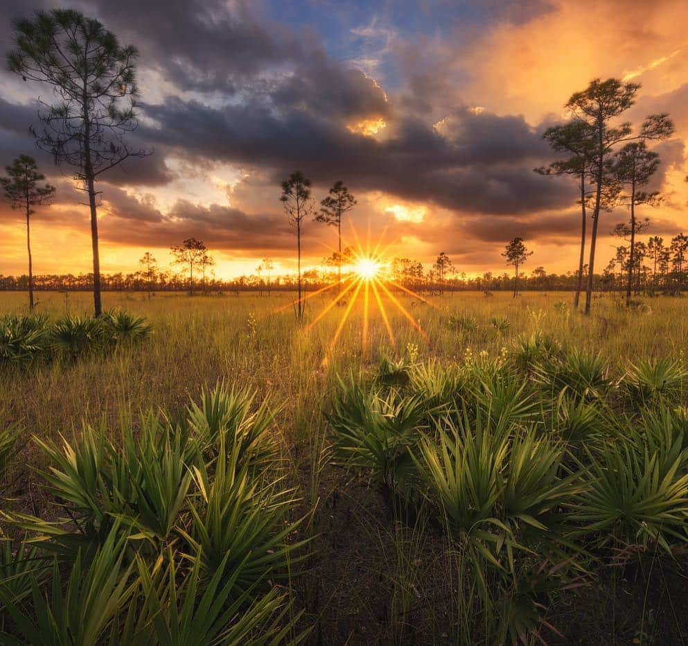 アメリカ内務省さんのインスタグラム写真 - (アメリカ内務省Instagram)「At the confluence of temperate North America and the tropical Caribbean, Everglades National Park covers 1.5 million acres of South #Florida. Rich with flora and fauna, walk the winding trails and notice the dazzling tropical hardwood forests, sawgrass marshes, cypress #swamps, delicate orchids and the presence of wildlife like alligators and anhingas. With multiple visitor centers and both guided and self-guided tours available, explore this vast and open landscape however you chose. Photo courtesy of Paul Marcellini (@paulmarcellini). #FindYourPark #NationalParkWeek #usinterior #travel」4月24日 0時21分 - usinterior