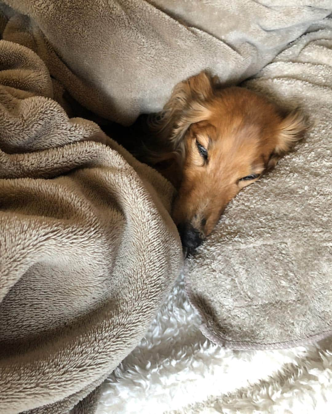 Anna さんのインスタグラム写真 - (Anna Instagram)「Last weekend was excruciating for my family... ⠀⠀⠀⠀⠀⠀⠀⠀⠀⠀⠀⠀ On Saturday, we were told Cookie was in critical condition from severe acute pancreatitis. That he could take his last breath at any moment. ⠀⠀⠀⠀⠀⠀⠀⠀⠀⠀⠀⠀ ⠀⠀⠀⠀⠀⠀⠀⠀⠀⠀⠀⠀ ⠀⠀⠀⠀⠀⠀⠀⠀⠀⠀⠀⠀ On Sunday, the vet admitted there was a high possibility Cookie wouldn’t have made it 24 hours. But seeing Cookie’s will to live, the slightest movement in his head after taking pain killers (still unable to even intake water), he thought it might be worth putting him through 24 hour treatment at the hospital. ⠀⠀⠀⠀⠀⠀⠀⠀⠀⠀⠀⠀ ⠀⠀⠀⠀⠀⠀⠀⠀⠀⠀⠀⠀ It’s only been 2 nights since he’s been taken under their care, and there’s no guarantee. Anything could happen. But he’s been making so much progress in his tiny body... ⠀⠀⠀⠀⠀⠀⠀⠀⠀⠀⠀⠀ I hope this can be a reminder to anyone reading this, that nothing is forever. What lives will pass. Please don’t take anything or anyone for granted. Do what you can while you still have the time. ⠀⠀⠀⠀⠀⠀⠀⠀⠀⠀⠀⠀ 土曜日に、獣医さんに家族全員集まるように言われ、クッキーが急性膵炎であることを知らされました。危篤状態でいつ何が起きてもおかしくないと…何にも手がつかず1日クッキーの横で過ごしました。 ⠀⠀⠀⠀⠀⠀⠀⠀⠀⠀⠀⠀ 日曜日に一縷の望みにかけて入院したクッキー。まだ2晩しか経ってないけど少しずつ力が戻ってきています。 本当に強い子だね、クッキー。 ⠀⠀⠀⠀⠀⠀⠀⠀⠀⠀⠀⠀ ⠀⠀⠀⠀⠀⠀⠀⠀⠀⠀⠀⠀ 生きているものには必ず終わりがある。悲しいことだけど、それを忘れずに過ごしたいと思ったのでここで 共有させてください。 #happylittlesausagedog ⠀⠀⠀⠀⠀⠀⠀⠀⠀⠀⠀⠀ *Thank you so much to those who reached out to me during this tough time.」4月24日 0時35分 - annasawai