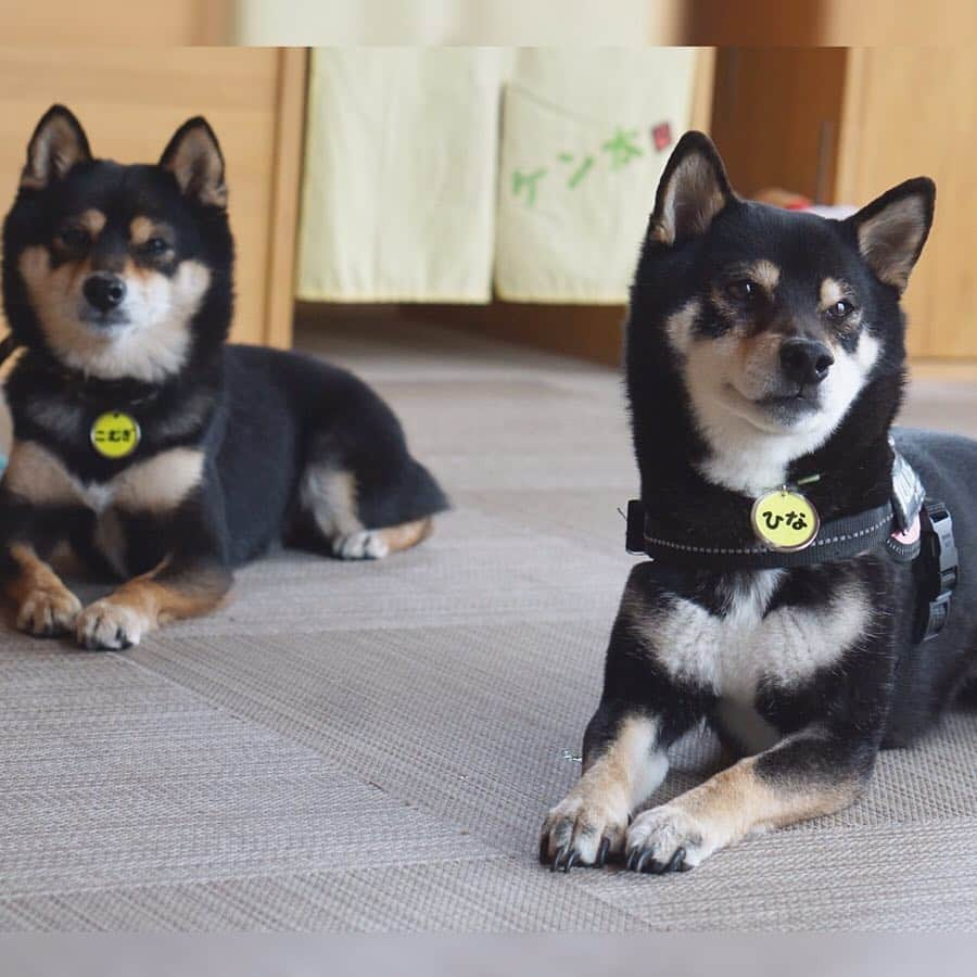 黒豆柴こむぎさんのインスタグラム写真 - (黒豆柴こむぎInstagram)「長野マラソン当日は、パパちんを長野駅前近辺2ヶ所で応援した後は、ケン太くん&ノン太くん @shibainu_kenta_nonta のお家にお邪魔したよ。ひなちゃん @etsu1425 が金沢から会いに来てくれて、嬉しかったな😊オソロのエレカワチョーカー💛(もしかしてボクじゃなくて、ケンノンくんに会いに来た🤔⁉️)4枚目は、公園で待ち合わせした長野のお友達、ころすけくんと小夏ちゃん @sakaiaimi も一緒だよ。他にも沢山柴のお友達がいて、ちょっとした柴会みたいだった😁(2019.4.21撮影)2019.4.24  #長野旅行 #黒豆柴こむぎ #黒豆柴 #豆柴 #黒柴 #柴犬 #柴 #まめしば #しばいぬ #しば #mameshiba #kuroshiba #shibainu #shiba #shibalove #shibalovers #shibastagram #shiba_snap #shibasofinstagram #west_dog_japan #ふわもこ部 #pecoいぬ部 #いぬら部 #proudshibas #thedailyshibainu #ここ柴部 #いぬのきもち #todayswanko」4月24日 0時36分 - komugi_1207