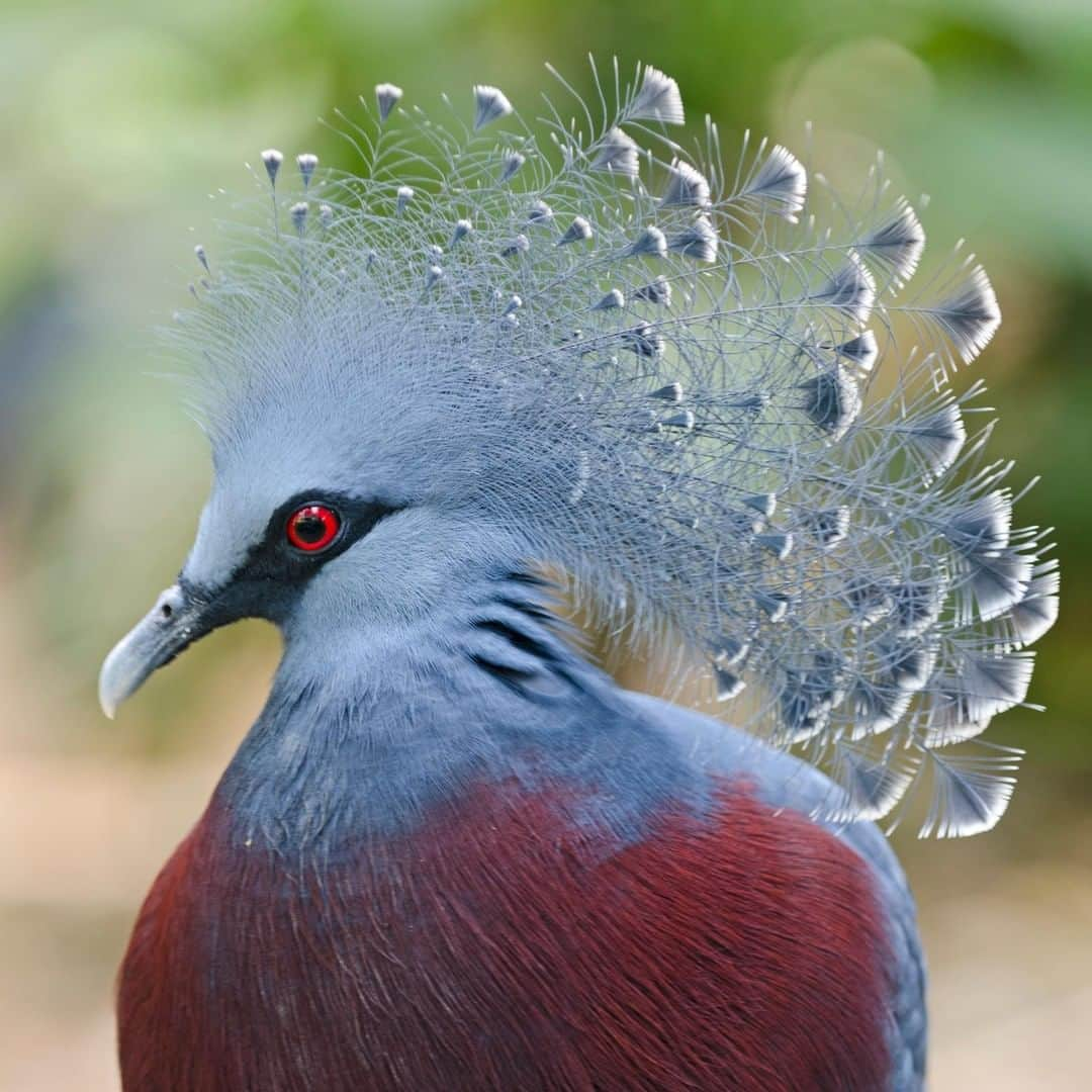 アニマルプラネットさんのインスタグラム写真 - (アニマルプラネットInstagram)「You won't find this pigeon on the streets of New York City... This regal, elegant bird is the Victoria Crowned Pigeon, native to New Guinea. These descendants of the dodo have no gallbladder! . . . . . . #animalsofinstagram #animalplanet #animaloftheday #wild #wildlife #outdoors #animals #wildanimals #conservation #nature #animallovers #instanature #wildgeography #pigeon #victoriacrownedpigeon #bird #birdsofig」4月24日 1時00分 - animalplanet