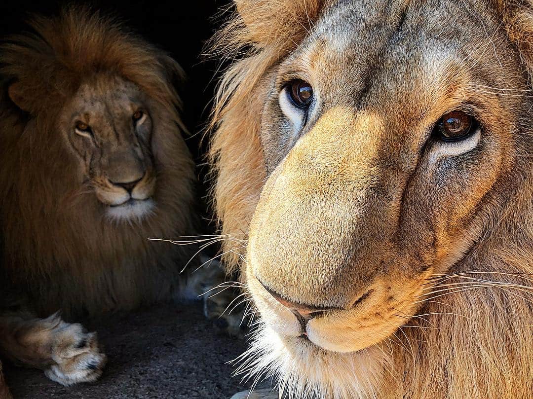 Kevin Richardson LionWhisperer さんのインスタグラム写真 - (Kevin Richardson LionWhisperer Instagram)「They are brothers yet couldn’t have two more different personalities. Since arriving at the sanctuary, they’ve both been exposed to the same input and care however Yame has always been more short fused and George far more tolerant. I swear George almost seems to have a sense of humour at times. The point is that a lion, is not a lion, is a lion. They are all vastly different with different personalities. The next time, if you’re lucky enough to see a lion in the wild try to imagine what kind of personality it has. #cach #georgeandyame #lion #africanlion #brothers #twobrothers #personality」4月24日 1時02分 - lionwhisperersa