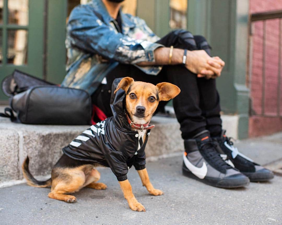 The Dogistさんのインスタグラム写真 - (The DogistInstagram)「Sophie, Chihuahua mix (3 y/o), 8th & Macdougal St., New York, NY • “I have 560 pairs of sneakers. I thought she was going to destroy them but she hasn’t touched one.” @sophie_meets_world」4月24日 1時04分 - thedogist