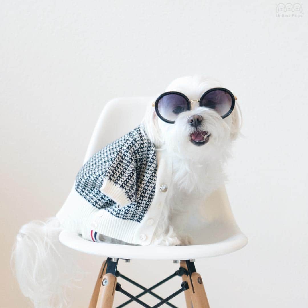 のインスタグラム：「😎 Do you think people will recognize me if I dress like this? ・・・・ #bigsunglasses #iamfashion #tuesdaymood #celebritylook #celebritylookalike #celebritylooks #dresswell #fashionismylife #fashionismypassion #fashionisfun #thedogist #mydogist #fashiononone #dresslikeaboss #dresslikeastar #doginsta #dogstyler#dogstyle🐶 #dallastx  dallasdogs #texasdog #dogslife#hiarod #arod #maltese」