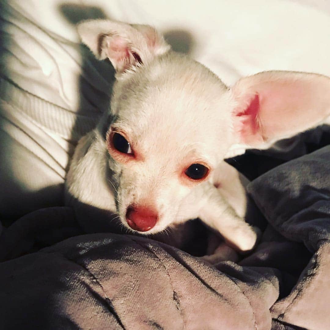 マーガレット・チョーさんのインスタグラム写真 - (マーガレット・チョーInstagram)「The sleepy Lucia #chihuahua #rescuedog #dog #bestfriend」4月24日 1時29分 - margaret_cho