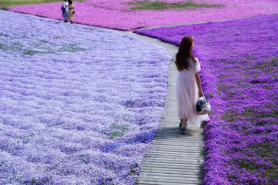 安藤麻貴さんのインスタグラム写真 - (安藤麻貴Instagram)「生まれて初めて芝桜を見に行ってきました♡ ガーデニング好きなお母さんの影響で、お花は結構好き。 まきにゃんはベランダ菜園でも食べられるのものしか育てないけどね(◦˙▽˙◦)笑  #東京ドイツ村 #芝桜」4月24日 1時31分 - maki_nyan_3