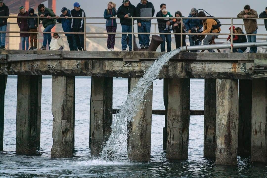 patagoniaさんのインスタグラム写真 - (patagoniaInstagram)「Juvenile hatchery salmon, raised in concrete ponds, fed with pellets and trucked across the state, are pumped directly into the San Francisco Bay. Join us to watch “Artifishal.” Link in bio for tour dates and locations. Photo: @ben_moon Director: @joshbonesmurphy」4月24日 1時40分 - patagonia