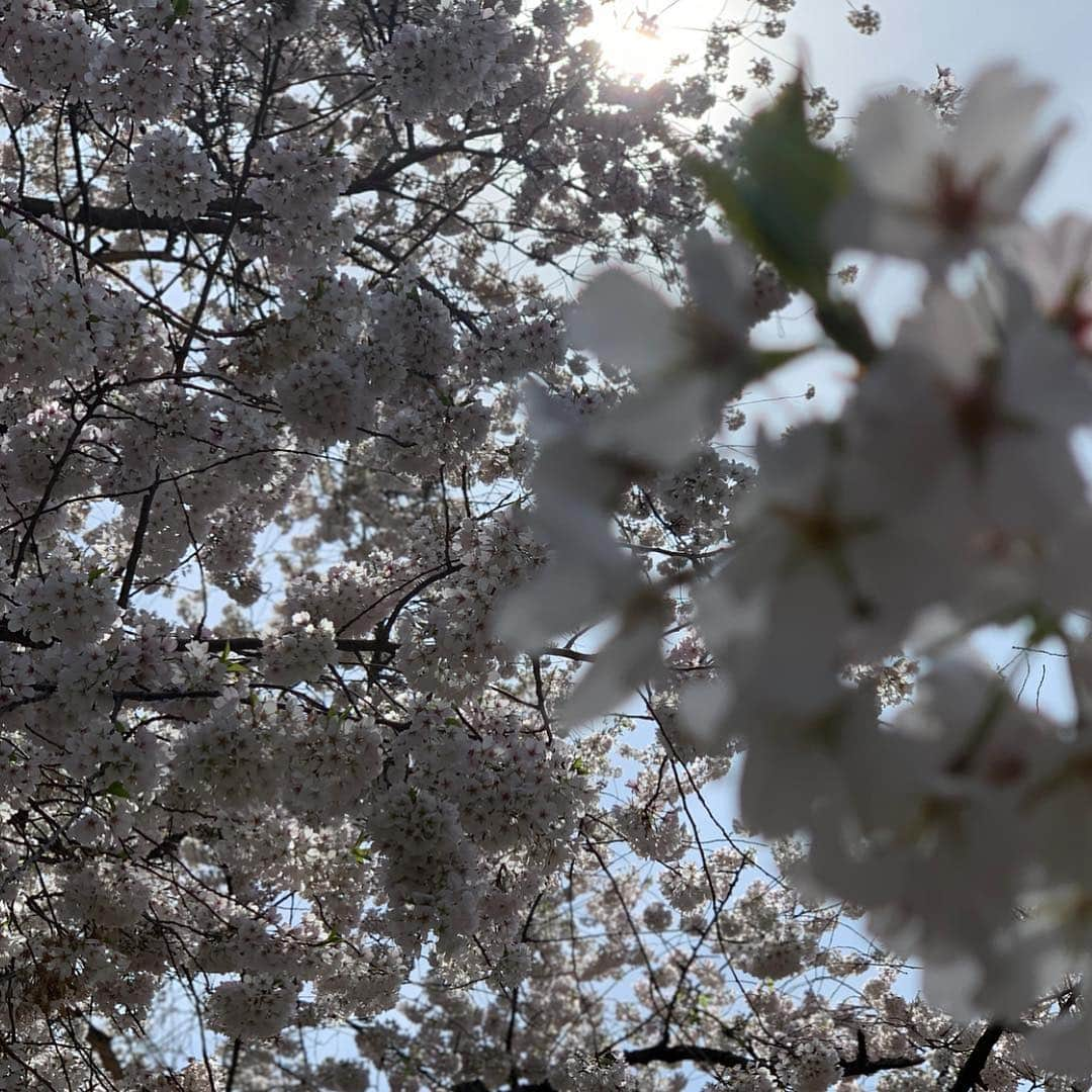 マルガリータ・レヴィエヴァさんのインスタグラム写真 - (マルガリータ・レヴィエヴァInstagram)「Spring obsession... #belatedearthday#addictedtoflowerssincetheearly80’s#allidothesedays#hardtowalkinnyc🌸🌸🌸」4月24日 1時54分 - margaritalevieva