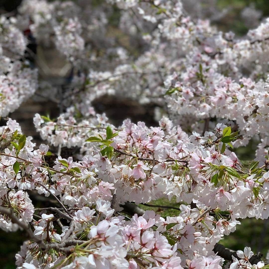 マルガリータ・レヴィエヴァさんのインスタグラム写真 - (マルガリータ・レヴィエヴァInstagram)「Spring obsession... #belatedearthday#addictedtoflowerssincetheearly80’s#allidothesedays#hardtowalkinnyc🌸🌸🌸」4月24日 1時54分 - margaritalevieva