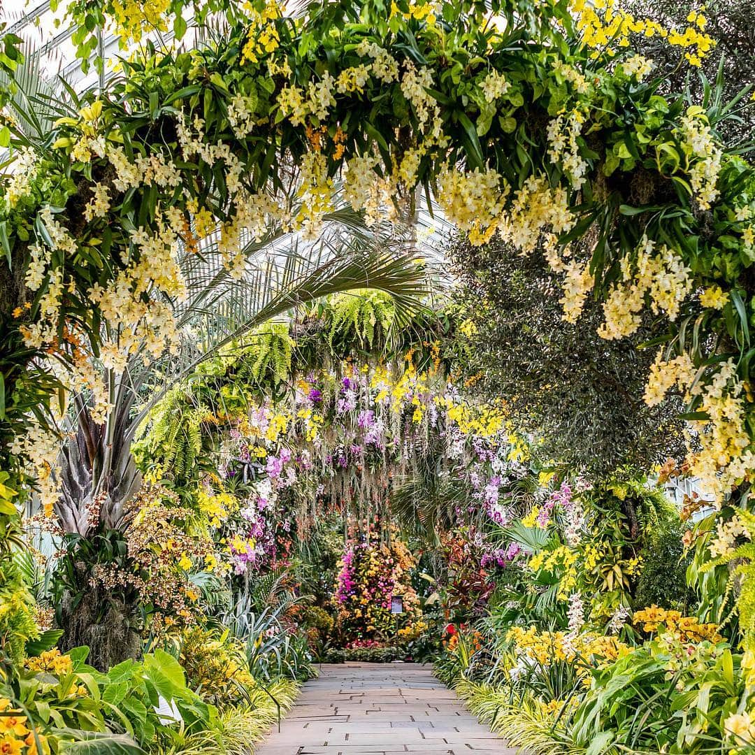 ニューヨーク植物園さんのインスタグラム写真 - (ニューヨーク植物園Instagram)「We’re into the final days of The Orchid Show: Singapore, closing this Sunday, April 28. Catch the soaring beauty of the “City in a Garden” right here in NYC—with its Supertrees and colorful Arches—before it disappears. . (📸 by @mco_photo) #orchidnybg #plantlove」4月24日 1時56分 - nybg