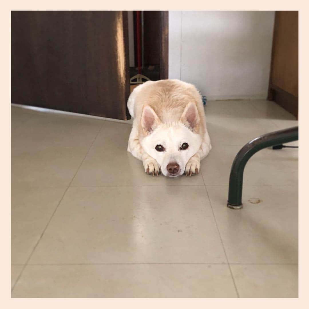 パンといっぴきさんのインスタグラム写真 - (パンといっぴきInstagram)「#元保護犬 #雑種犬 #crossbreed #mixdog」4月24日 1時59分 - kwhr725