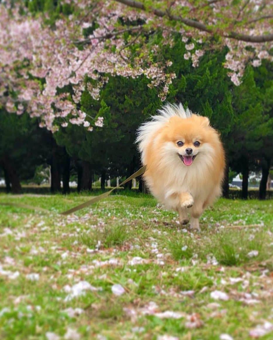 PECO いぬ部さんのインスタグラム写真 - (PECO いぬ部Instagram)「「桜もそろそろ見納め！」﻿ #全国で咲いていた桜も﻿ #そろそろ散り始めたところも多いですね🌸﻿ #散りかけの桜も綺麗だから﻿ #お散歩しながら見に行こう✨﻿ ﻿ 素敵な写真を投稿してくださったのは…﻿ #regram : @morino_koko さん😊﻿ 他にも素敵なお写真がたくさんあるので、ぜひ遊びに行ってみてください♪﻿ ﻿ #pecoいぬ部 をつけて投稿すると…﻿ PECOで楽しくご紹介させていただきます⭐️」4月24日 11時59分 - pecodogs
