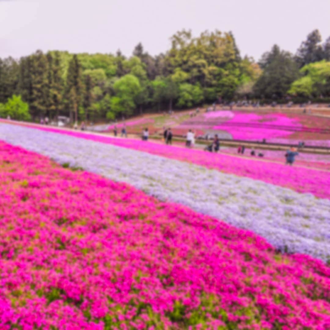 レンズアップルさんのインスタグラム写真 - (レンズアップルInstagram)「.⁣ 【今年は10連休！GWにおすすめのスポットをご紹介】⁣ ⁣ 羊山公園の南側にある芝桜の丘は、⁣ 春になると一面が色とりどりの花で彩られる人気の絶景スポット。⁣ 約17,600平方メートルに広がる40万株以上の芝桜は圧巻👀⁣ ⁣ 場所：〒368-0023 埼玉県秩父市 大宮6360⁣ ⁣ #羊山公園 #芝桜の丘 #花 #花のある暮らし #花好きな人と繋がりたい #絶景 #ゴールデンウィーク #GW #春旅 #レンズ越しの私の世界 #旅行好きな人と繋がりたい #旅好きな人と繋がりたい #国内旅行 #女子旅 #女子旅行 #旅女子 #旅好き女子 #instatrip #パレンテ #レンズアップル #WAVE #コンタクトレンズ #コンタクト #コンタクトデビュー #カラコン #カラコンレポ #レンズアップル大宮店 #レンズアップル千葉店 #旅行コーデ #ドライブ」4月24日 12時15分 - lensapple