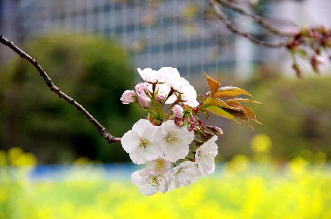 高橋優太のインスタグラム：「◆撮影データ更新◆  最近舞台稽古により更新が滞ってしまいかなり久しぶりの投稿です💦 . 桜と菜の花の写真です😊 . 今日は天気がジメっとしていますね。 . 是非フォロワーの皆様の心模様がより晴れやかに輝きますように👍  #はなまっぷ #菜の花 #ソメイヨシノ #桜 #ファインダー越しの私の世界 #カメラ男子 #春」