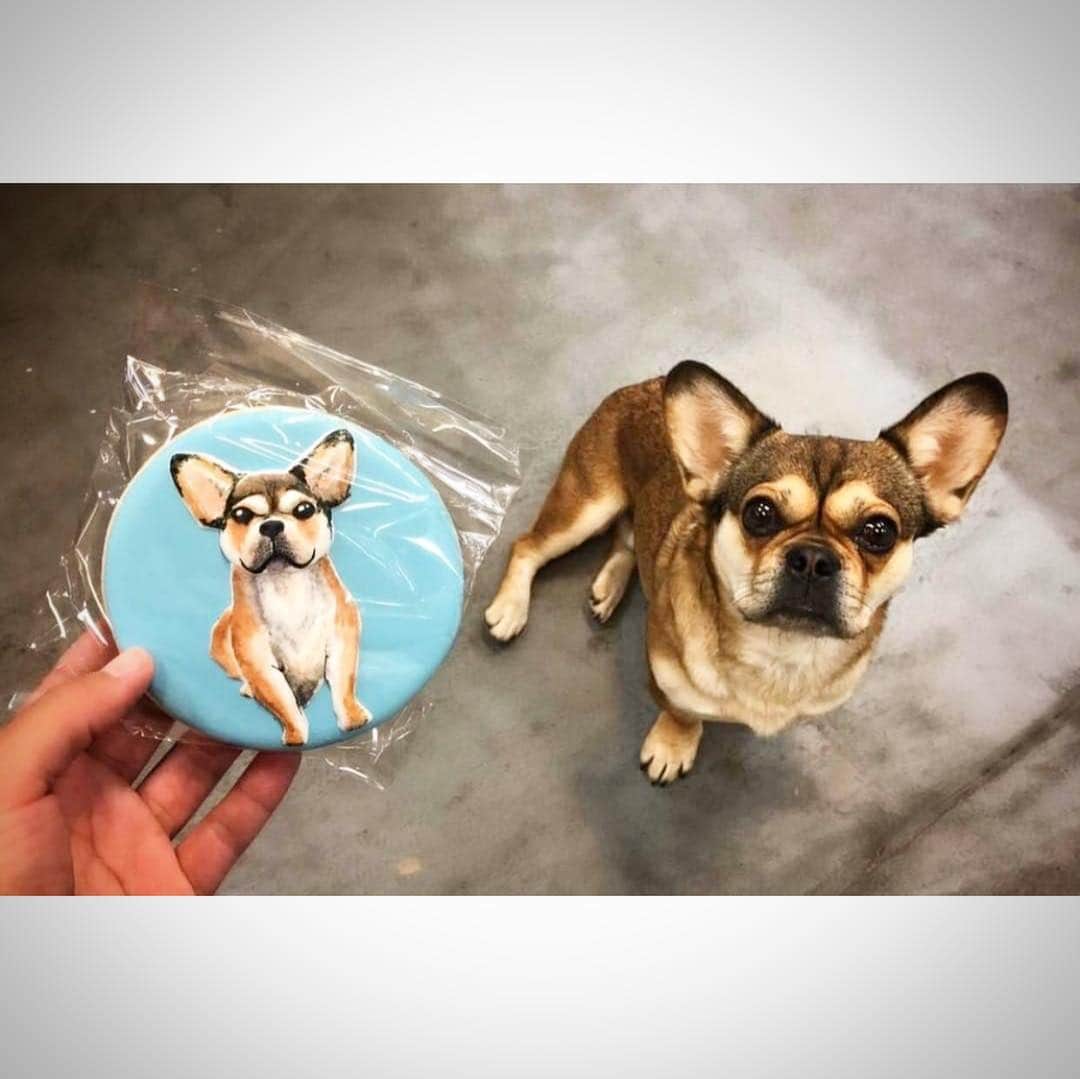 JessRonaGroomingさんのインスタグラム写真 - (JessRonaGroomingInstagram)「And this concludes our #jessronacookiechallenge (click on the hashtag for the cutest dog photos). Holy wow, @downtowndoughto you are talented. So cool seeing the detail of these cookies up close. congratulations to @misstamara_xo ! This was such a fun collaboration! ❤️❤️❤️」4月24日 12時30分 - jessronagrooming