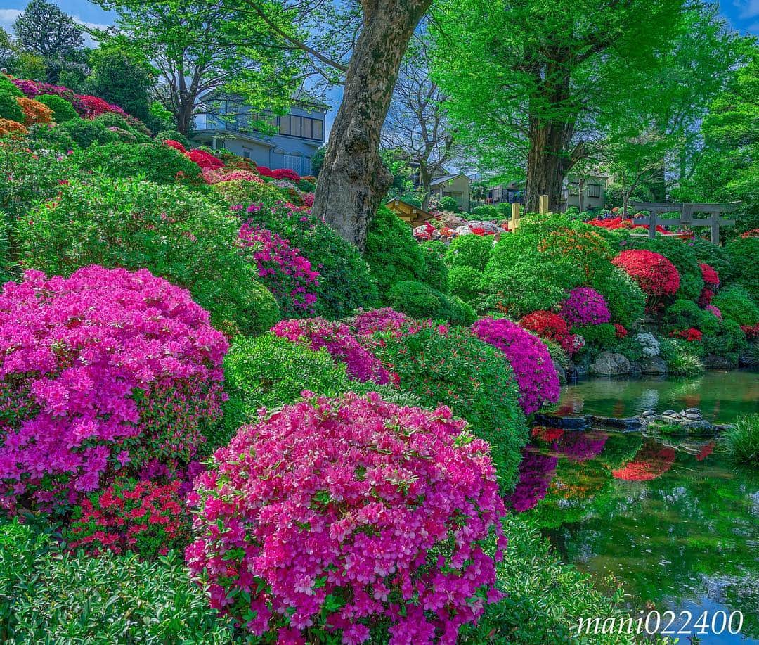 mani022400さんのインスタグラム写真 - (mani022400Instagram)「. 24 Apr. 2019 . こんにちは〜🌸🌺🌹✨ 根津神社から3枚目、 右側の池の亀が可愛かったです☺️ 池のリフレクションも良かったです。 . . . 🌺🌺🌺🌷🌷🌷🌹🌹🌹🌸🌸🌸 ご訪問ありがとうございます🙇 . お花以外の写真は サブアカウントにポストしています。 良かったら、覗いてください🙇🙇 ⬇️⬇️⬇️ @mani0224000 . 🌺🌺🌺🌷🌷🌷🌹🌹🌹🌸🌸🌸 . . . 🔷🔷🔷🔷🔷🔷🔷🔷🔷 #カメラ好きな人と繋がりたい jalan_travel #flower  #花 #flowers  #写真好きな人と繋がりたい love_bestjapan  serahana #根津つつじコンテスト2019 じゃらん花畑 #花のある暮らし  #bns_lite #eclecticshow #explore_floral . #9vaga9  9vaga_3flowers9 9Vaga_Rose9 #floristsandflowers #ip_blossoms_member #fabulous_shots ig_flowers #ponyfony_flowers #meiko_flora_member #myheartinshots #la_flowers #rainbow_petals #top_favourite_flowers  #quintaflower #inspiring_shot #phx_flowers #flower_special_legend  nature_special_legend  #ind_flowers #tv_flowers #best_moments_flora  #best_beauty_flora_  9vaga_flowersart9 #ptk_flowers #fleur_noblesse_m .」4月24日 12時31分 - mani022400