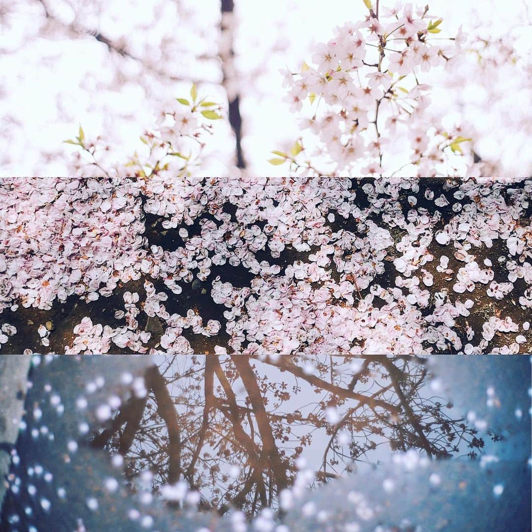 Naokoのインスタグラム：「sakura sakura..🌸」