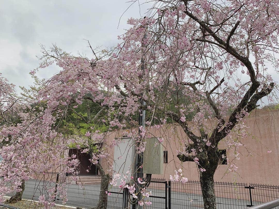 山本真由美さんのインスタグラム写真 - (山本真由美Instagram)「. 京都に着いて早々に向かったのは、 墓地でした。🔜 . デイヴィッド・チッパーフィールドの 建築、猪名川霊園 へ🦄💗🌫🌫 . 礼拝堂の空間が素晴らしかった。 . 宗派関係なく、人が集まる場所にしたいという想い、共感したチッパーフィールドが4年半かけて設計。風が抜ける、地形と水や空気の流れ。オーナーさんとも話し合ってこの形になったと案内してくださった方から伺いました。 . 細部に神が宿っておる。 光と陰、心地よい。 . こちらは桜がまだ咲いていて、 建物の色が薄いピンクにも見えるのでコントラスト、 綺麗🌫🌸 .  #礼拝堂 #旅 #建築  #建築と女優 #architecture  #architecturetrip #trip #猪名川霊園 #デイヴィッドチッパーフィールド #davidchipperfield #兵庫県  #japan #beautiful #sakura #nature  #color #botanical」4月24日 12時29分 - mayumi_yamamoto.official