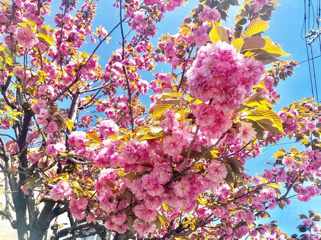 前田彩名さんのインスタグラム写真 - (前田彩名Instagram)「八重桜をお庭に植えている家が多くて、 通勤途中に他所さまのお家の前で 見上げてしまった。笑  遅咲きの桜もチラホラ残っていますが、 はやくも新芽の季節へ🌱 緑が美しくなってきていて嬉しい！  我が家のオリーブちゃんにも 葉っぱがたくさん出てきて、 生命力に感心する☺️ 新芽の季節の夜って、 独特の香りがしませんか？🤔」4月24日 12時41分 - ayana.maeda