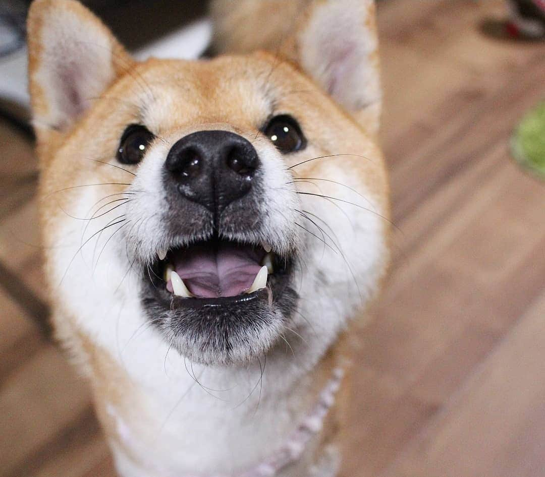 柴犬たま Shibainu Tamaのインスタグラム