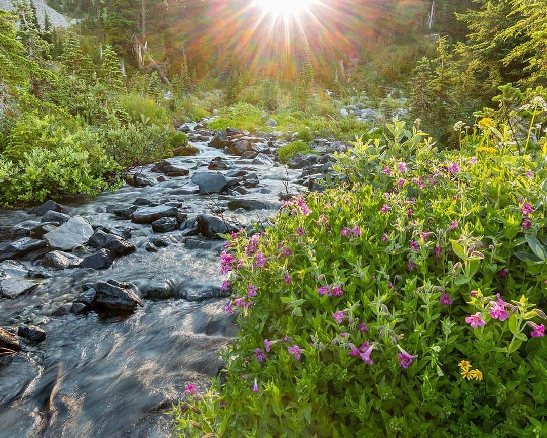 National Geographic Travelさんのインスタグラム写真 - (National Geographic TravelInstagram)「Photo @stephen_matera | Lewis Monkeyflower (Erythranthe lewisii) growing along the edge of a subalpine creek at sunrise in summer, Mt. Rainier National Park. Lewis Monkeyflower, named after the explorer Meriwether Lewis, is a common, but beautiful sight in summer in the mountain west, usually growing along the edges of streams and lasting later in the summer when other wildflowers have past peak. Follow me @stephen_matera for more images like this from Washington and around the world. #wildflowers #wilderness #mtrainier」4月24日 13時02分 - natgeotravel