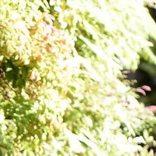 Dresses (ドレッシーズ)さんのインスタグラム写真 - (Dresses (ドレッシーズ)Instagram)「* ～Dressesオリジナルドレス診断～ ３つの質問でご自身に似合うドレスを診断します。 診断結果と一緒におすすめのドレスもご覧いただけます✨ あなたは一体どのタイプ？ ご自身に似合うアイテムを選ぶ際、参考にしてくださいね❣️ * ドレス診断は @Dresses_weddingdress のプロフィールリンクよりご覧下さい。 * 〈お問合せ〉 ✉️dresses@dressthelife.jp 📞0120-791-249 * #ドレッシーズコラム#ドレス診断 #運命のドレス#ドレス迷子の花嫁さんを救いたい」4月24日 13時03分 - dresses_weddings