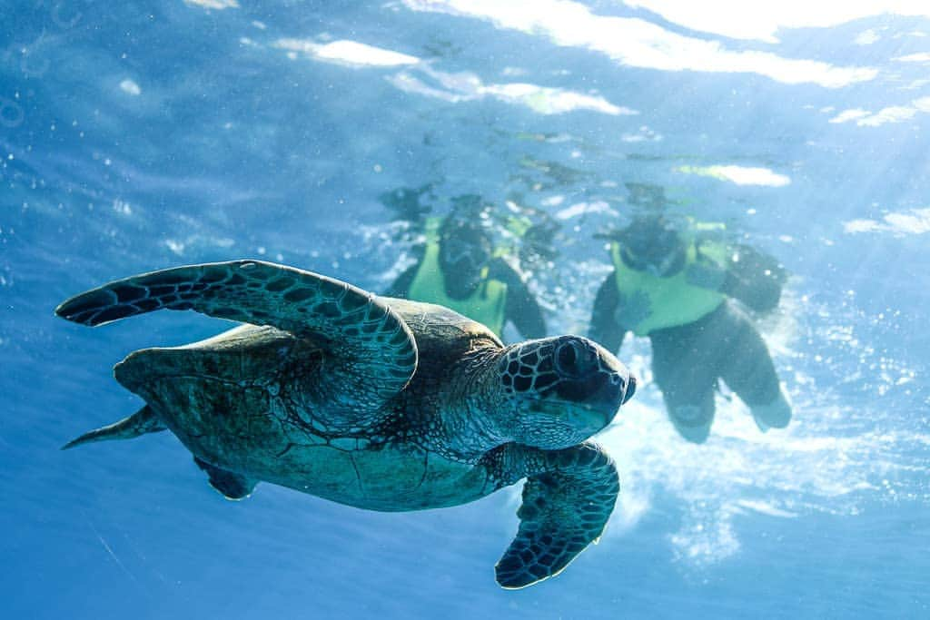 And Youさんのインスタグラム写真 - (And YouInstagram)「When we encounter wildlife on our tour, we take a "look, don't touch" approach 👀. . Several sea animals, including sea turtles, have very sensitive skin. touching them can make them susceptible to infection. But it's amazing enough just to see them so close! . . . #lookdonttouch #saveourseas #wildlifephotography #seaturtle #honu #snorkel #turtletuesday」4月24日 4時21分 - dolphinsandyou