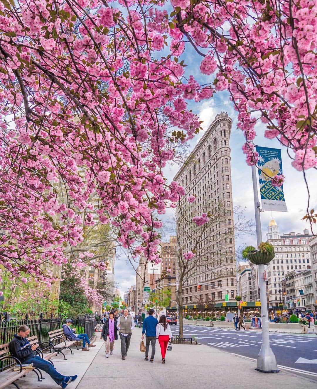 ボンド・ナンバーナインさんのインスタグラム写真 - (ボンド・ナンバーナインInstagram)「Cherry blossoms in bloom at Madison Square Park. Beautiful shot captured by the talented @nyclovesnyc  #bondno9 #bondno9ny #newyork #newyorkcity #nyc #madisonsquarepark #flatiron #fragrance #perfume #love」4月24日 4時18分 - bondno9ny