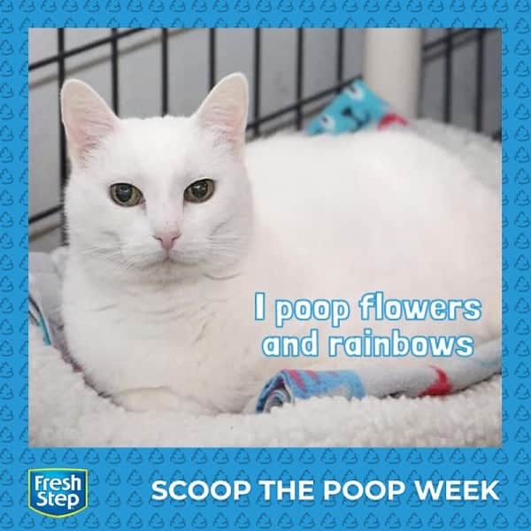 Fresh Stepさんのインスタグラム写真 - (Fresh StepInstagram)「It's day 2 of our Scoop The Poop Week Sweepstake! 💩💐🌈 Join the fun by creating and SHARE your own meme. Be sure to tag us! #ScoopThePoop #PooperScooper #freshstepfreshpaws  Learn more via link in bio.」4月24日 4時33分 - freshstep