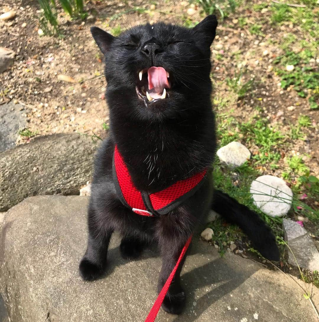 セルジオさんのインスタグラム写真 - (セルジオInstagram)「After hours of hunting I finally CAUGHT SOME TACOS!!!!!!!! They’re now in MAH BELLYYY!!!! 😋🌮🌮 . . #monkeybusiness #tacohunting #inmybelly #ttt #omnomnom #tacotonguetuesday #tacotongue #catswiththeirtonguesout #tacocat #hungrycat #hungrykitty #feedme #catswiththeirmouthsopen #catsofinsta #catsofig #catonaleash #catexplorer #teef #vampirecat #blackcatsofinstagram #igcats #ellenratemycat #catstercats @goobypet #goobypet」4月24日 4時43分 - monkandbean