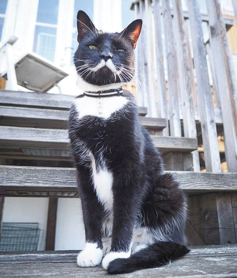 スターリンさんのインスタグラム写真 - (スターリンInstagram)「Hooman's sitting down on the ground again with that machine thing in front of her face.」4月24日 5時20分 - stalinthecat