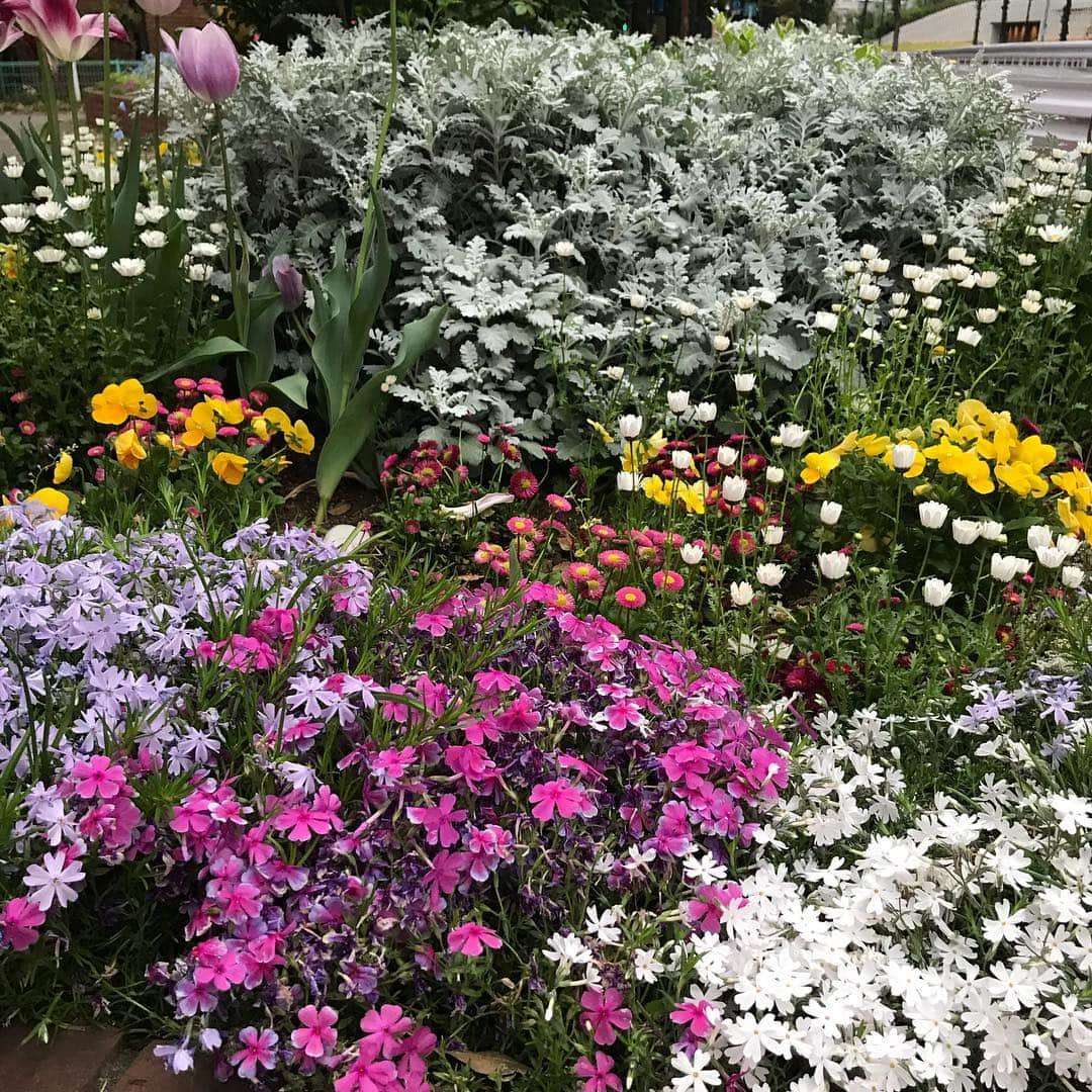 まっく赤坂見附さんのインスタグラム写真 - (まっく赤坂見附Instagram)「今日も帰り道お花にいやされる #帰り道 #お花 #癒される」4月24日 5時33分 - macakasakamituke