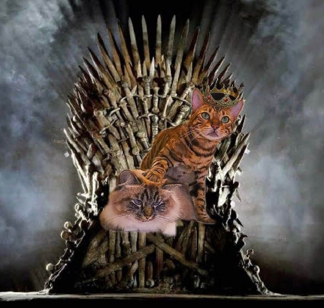 Aww Clubさんのインスタグラム写真 - (Aww ClubInstagram)「Nelly will always be the QUEEN !!⠀ ⠀ 📷@missenell⠀ ⠀ #meowed #missenell #bengal #birman #gilbertandnelly #GOT #ironthrone」4月24日 6時00分 - meowed