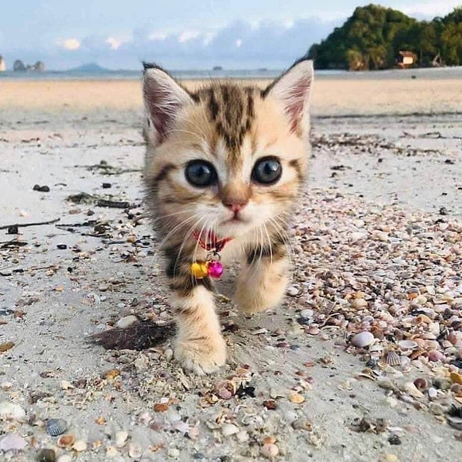 Cute Pets Dogs Catsさんのインスタグラム写真 - (Cute Pets Dogs CatsInstagram)「Cute walk at the beach 🌞😺⛵ 📩 Submit your cat's photo to our contest email to be featured💕 ⠀⠀⠀⠀⠀⠀⠀⠀⠀ Notification ON 💙 #kittens_of_world and follow us to be featured 😸 From: @catiswhy  #kitty #cats #kitten #kittens #kedi #katze #แมว #猫 #ねこ #ネコ #貓 #고양이 #Кот #котэ #котик #кошка #cutecats #cutest #meow #kittycat #topcatphoto #kittylove #mycat #instacats #instacat #ilovecat #kitties #gato #kittens #kitten」4月24日 6時16分 - dailycatclub