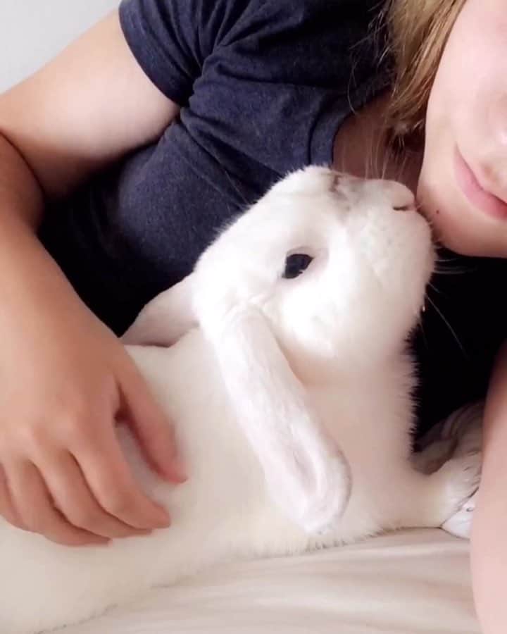 Exempel the bunnyのインスタグラム：「I miss not being able to sleep because Exempel kept kiss me, climbed on me or demanded cuddles.」