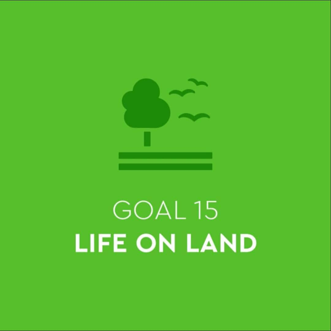 アリゾナ・ミューズさんのインスタグラム写真 - (アリゾナ・ミューズInstagram)「This is the colour of UN #goal15: Life On Land. So excited to be a @TOGETHERBANDOFFICIAL Ambassador for this goal. #TOGETHERBAND is about creating a healthy future by supporting the 17 Global Goals created by the UN. These are the most challenging issues that our planet faces. We need to take action to create a sustainable future. Right now. Goal number 15 is one which I’m personally most passionate about.  #TOGETHERBAND #BOTTLETOP #GLOBALGOALS #GOAL15 #SHAREYOURGOAL #UNFOUNDATION #UBS #WWF」4月24日 6時59分 - arizona_muse