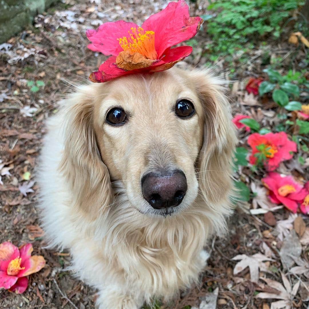のインスタグラム：「Good morning ☁️ おは🌺#椿 #camellia #乗せ乗せ  #カメラ嫌い同好会 #pecoいぬ部 #犬の生活が第一 #癒しわんこ #dachshund #犬バカ部 #短足部 #ふわもこ部 #tokyocameraclub #東京カメラ部」