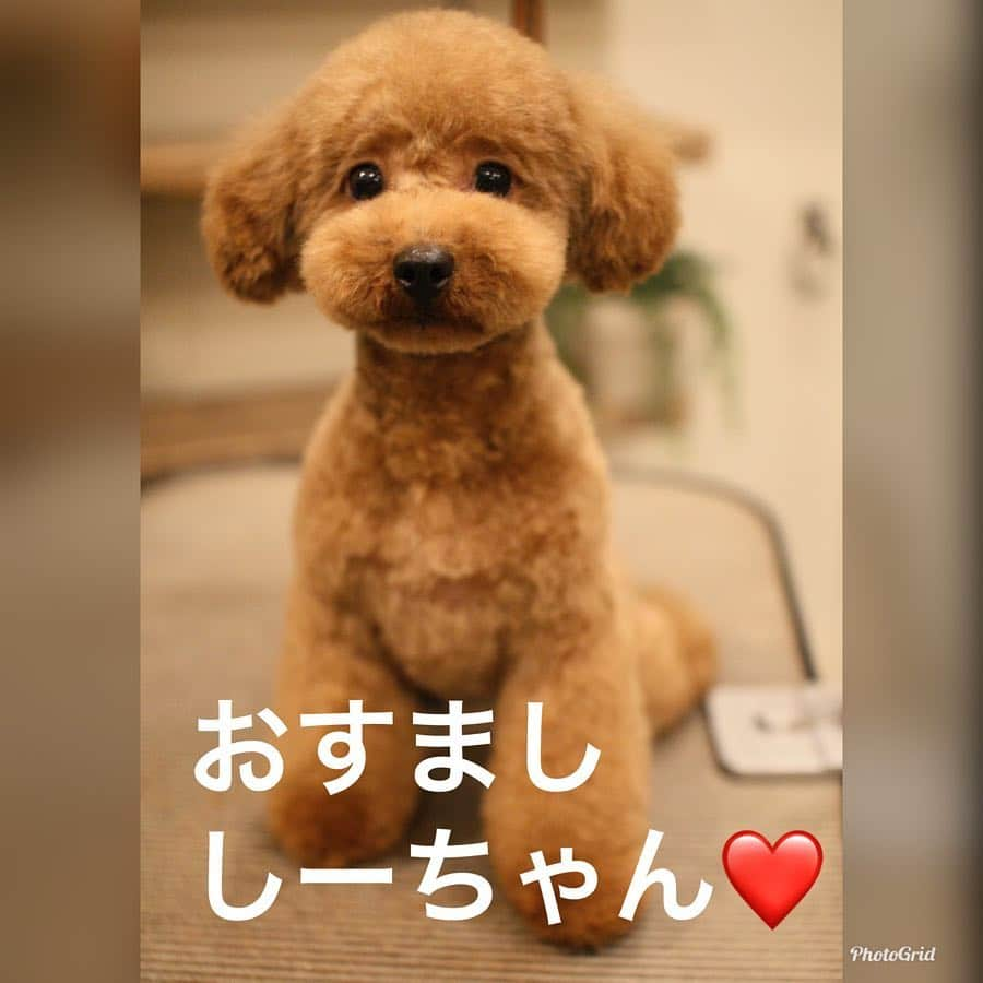 岡田祐佳さんのインスタグラム写真 - (岡田祐佳Instagram)「Buzzに続いて おすまししーちゃん٩(●˙▽˙●)۶  流石女の子✨お写真撮られるの上手👏🏻 ……え？  何？  あんたもかいっ！！ よそ行きの顔が出来ない岡田家のワンチャンでした。  #トイプードル #トイプードルの女の子  #ティーカッププードル #トイプードルレッド #犬ばか #犬バカ部 #猫より犬派です が#猫も好き  #多頭飼い #多頭飼い犬 #トリミング #mmsuha #チワワ もいるよ！ #犬の気持ち #犬のいる暮らし  #犬スタグラム @dog #dogstagram」4月24日 7時18分 - yukachin719