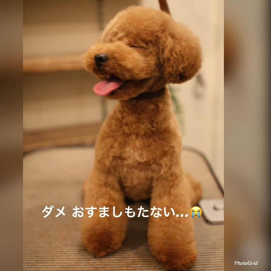 岡田祐佳さんのインスタグラム写真 - (岡田祐佳Instagram)「Buzzに続いて おすまししーちゃん٩(●˙▽˙●)۶  流石女の子✨お写真撮られるの上手👏🏻 ……え？  何？  あんたもかいっ！！ よそ行きの顔が出来ない岡田家のワンチャンでした。  #トイプードル #トイプードルの女の子  #ティーカッププードル #トイプードルレッド #犬ばか #犬バカ部 #猫より犬派です が#猫も好き  #多頭飼い #多頭飼い犬 #トリミング #mmsuha #チワワ もいるよ！ #犬の気持ち #犬のいる暮らし  #犬スタグラム @dog #dogstagram」4月24日 7時18分 - yukachin719