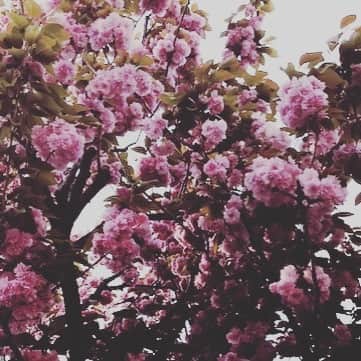 森口瑤子さんのインスタグラム写真 - (森口瑤子Instagram)「. . 八重桜を見ながらお散歩。 大切な時間。 . #ありがとう #感謝の気持ちでいっぱい #笑顔」4月24日 7時31分 - yokomoriguchi_official