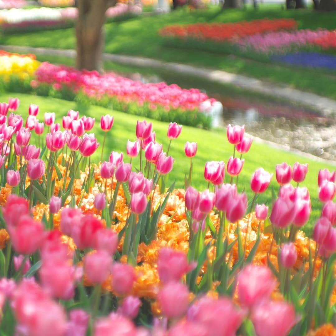 kiccyomuさんのインスタグラム写真 - (kiccyomuInstagram)「☁️ 2019.04.24 Wed * #昭和記念公園  #チューリップ 🌷🌷🌷 いっぱい、綺麗に並んでましたよ〜☺️ な〜らんだ、並んだ🎶  今日も元気に🤗  location #東京 #立川 撮影 4月20日 #昭和記念公園」4月24日 7時50分 - kiccyomu